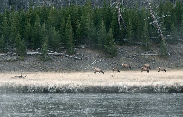 Herd of elk frosty morning