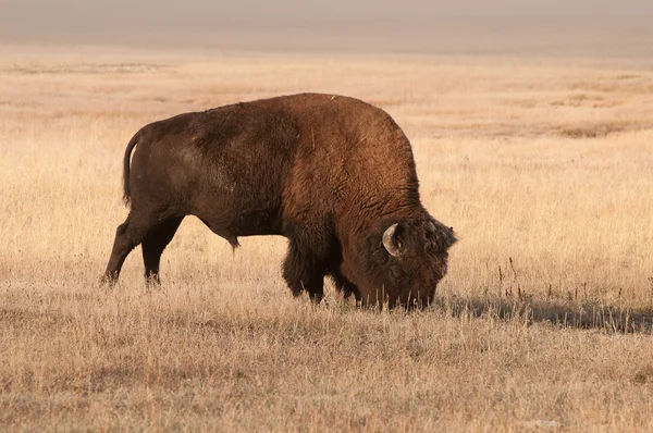 Bizon grazing — Stock Photo, Image