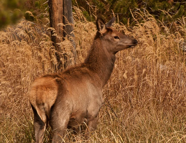 在干燥的草野生麋鹿 — 图库照片