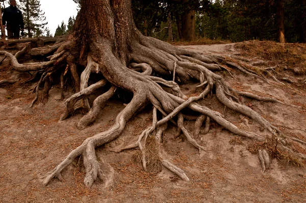 Die Wurzeln des Baumes lizenzfreie Stockfotos