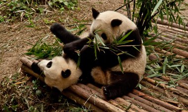 dev panda bambu yiyor.