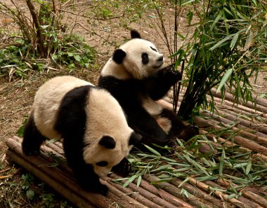 dev panda bambu yiyor.