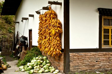 kurutulmuş Mısır