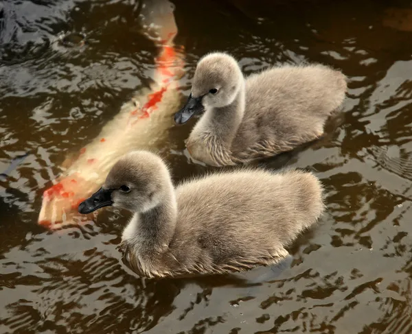 Svaneunger – stockfoto