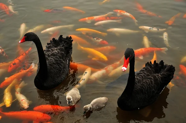 Schwarzer Schwan mit Küken — Stockfoto