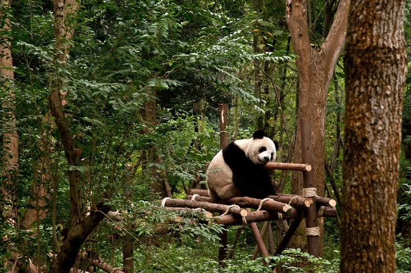 Uyuyan dev panda