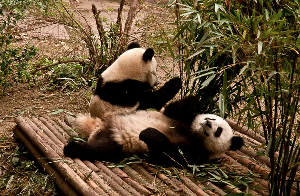 Panda gigante comiendo bambú —  Fotos de Stock