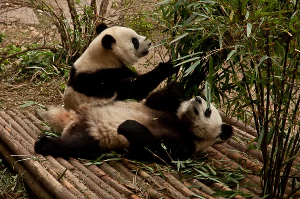 Obří panda žere bambus — Stock fotografie