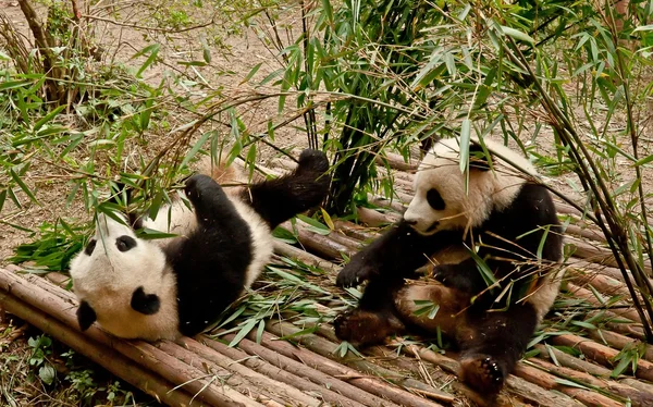 dev panda bambu yiyor.