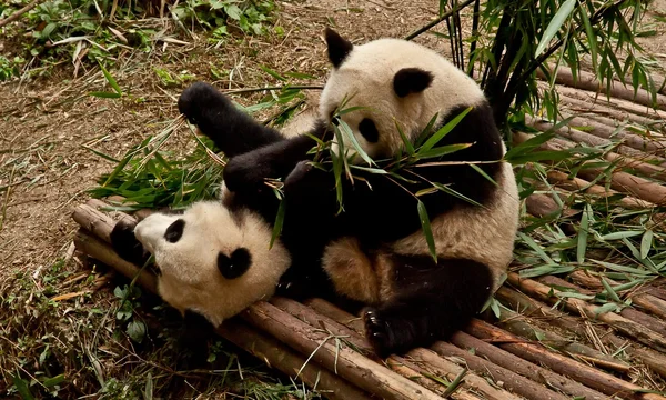 dev panda bambu yiyor.