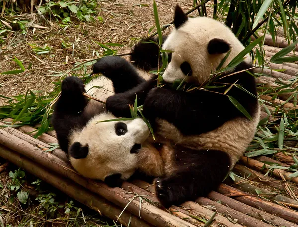 Obří panda žere bambus — Stock fotografie