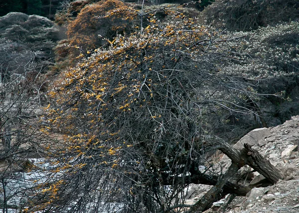Drzewo dziki sandthorn — Zdjęcie stockowe