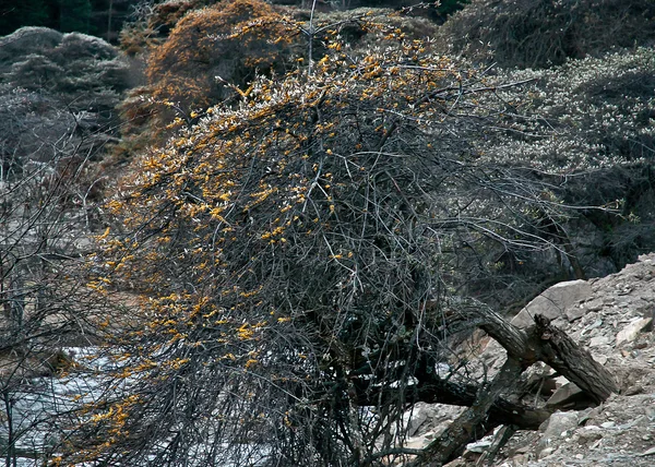 Wild sandthorn boom — Stockfoto