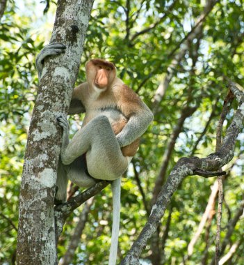 ağaç üzerinde hortum maymun