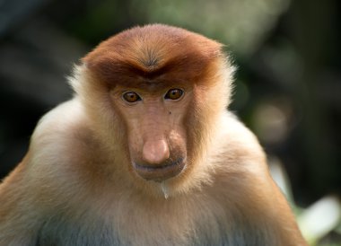 Genç uzun burun maymun