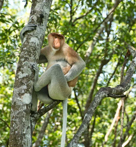 ağaç üzerinde hortum maymun
