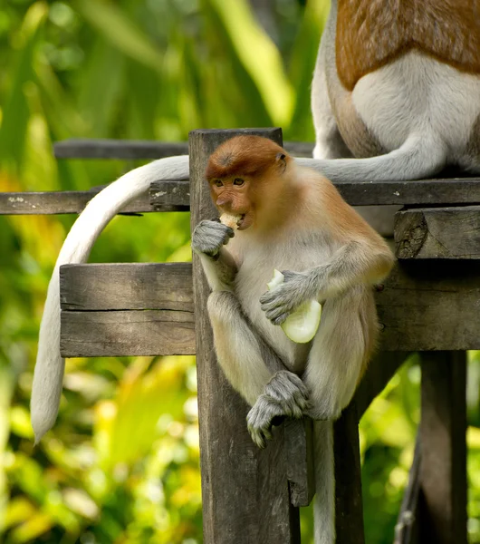 Baby av långa näsan monkey ätande — Stockfoto