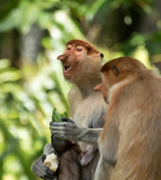 Női hosszú orr majom baba eszik — Stock Fotó