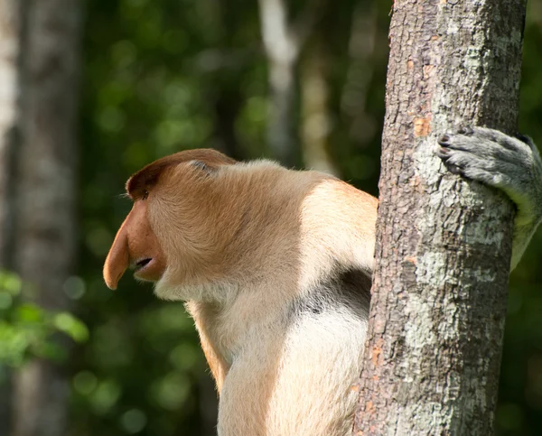 Férfi hosszú orr majom a fán — Stock Fotó