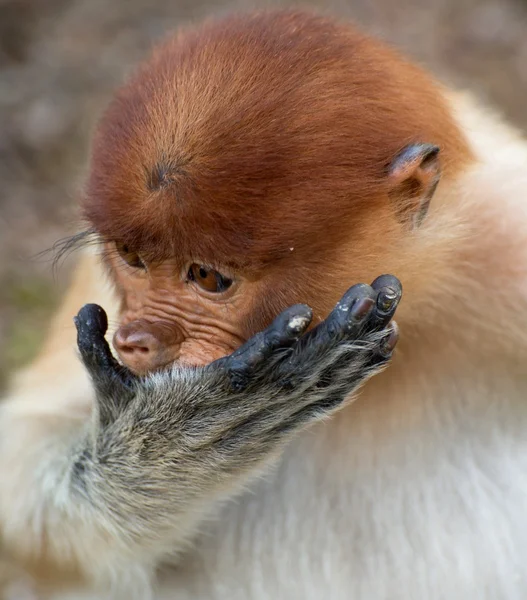 Affenbaby mit langer Nase isst — Stockfoto