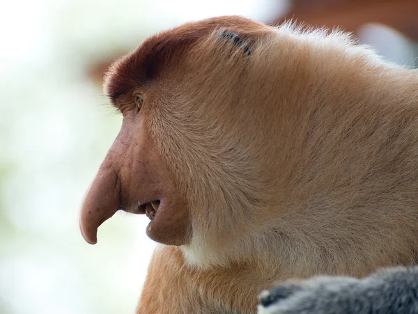 Lange Nase Affenmännchen aus nächster Nähe, Profil — Stockfoto