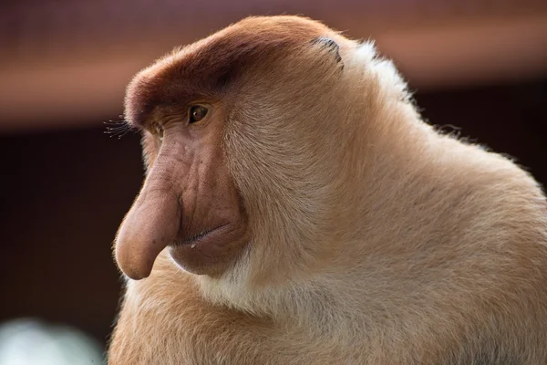 Lange Nase Affenmännchen, Nahaufnahme, Portrait — Stockfoto