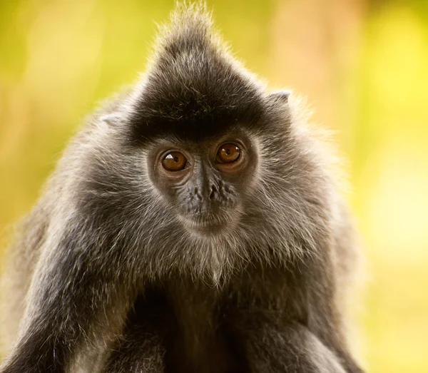 Försilvrat löv monkey närbild — Stockfoto