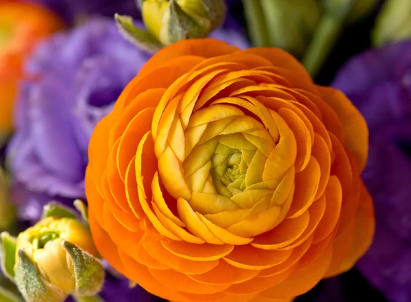 Leuchtende Blüten — Stockfoto