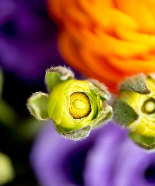 Яскраво квіти — стокове фото
