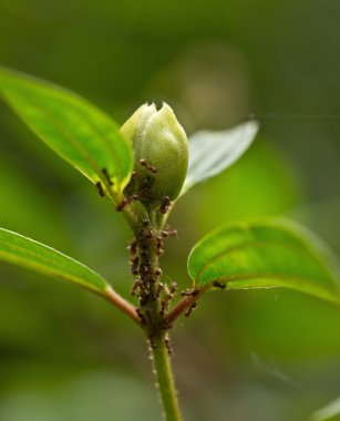Karıncalar otobüs çiçek