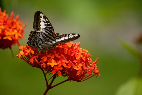 Hermosa mariposa y flores — Foto de Stock