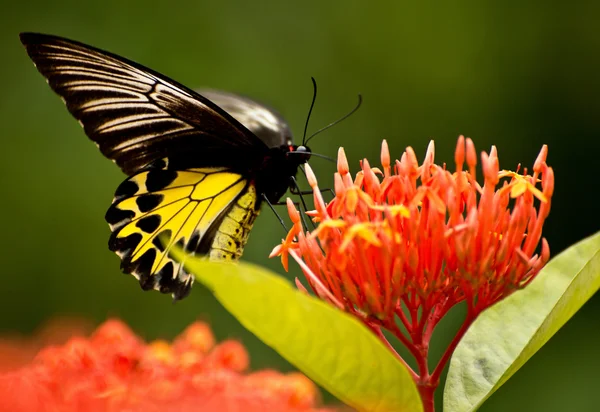 Bella farfalla e fiori — Foto Stock