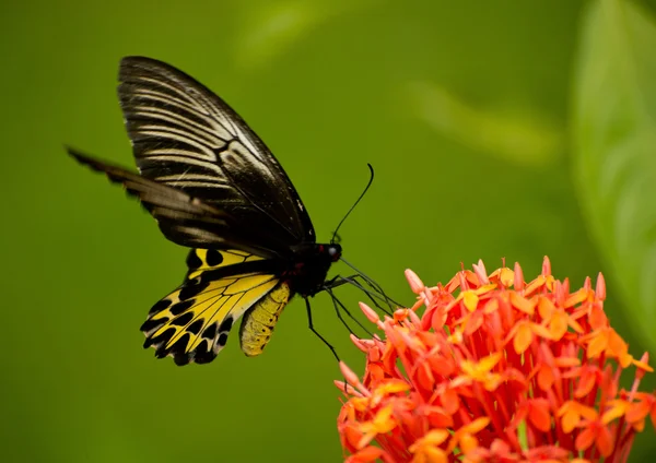 Bela borboleta e flores — Fotografia de Stock