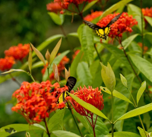 Beau papillon et fleurs — Photo