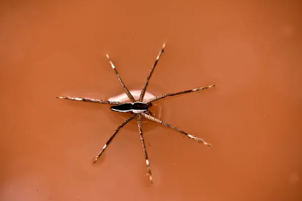 Water spider — Stock Photo, Image