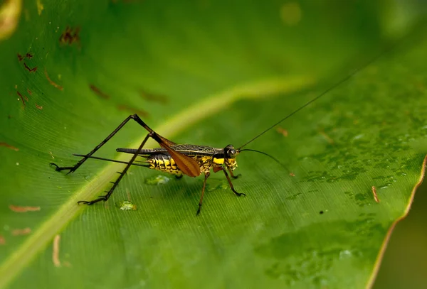 Colorful grasshopрer — Stock Photo, Image