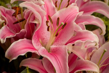 pembe lilyum