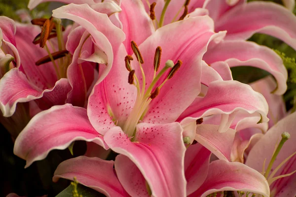Roze lelies — Stockfoto