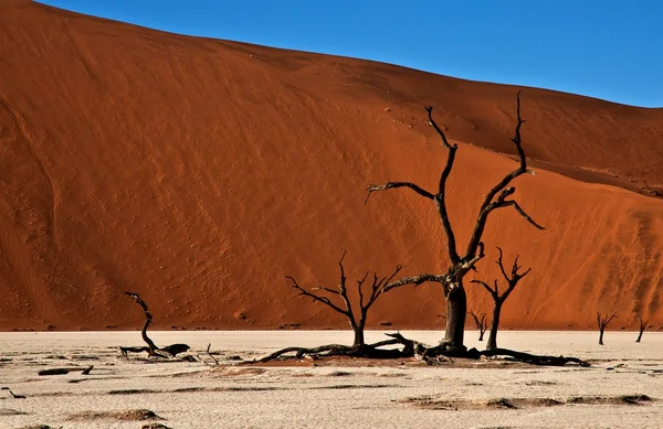 Şehir ölü ağaçlar