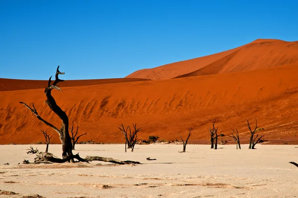 Şehir ölü ağaçlar