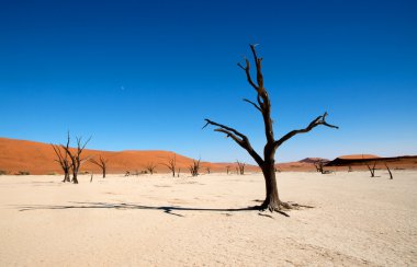namib Çölü'nde kuru ağaç