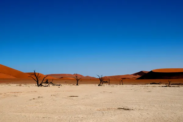 City of dead the trees — Stock Photo, Image