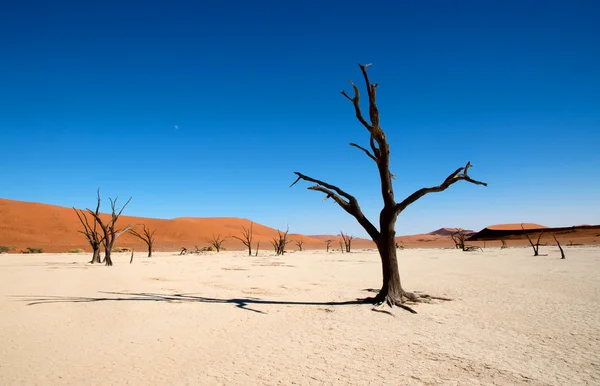 Dry tree in Namib desert — Stock Photo, Image