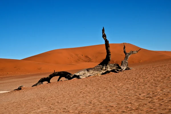 Dry tree in Namib desert — Stock Photo, Image