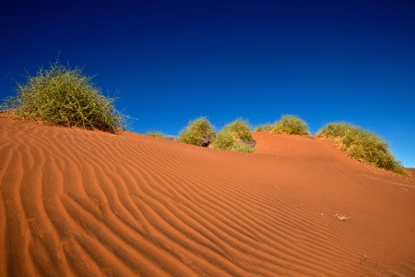 Plants of Namib desert — Stock Photo, Image