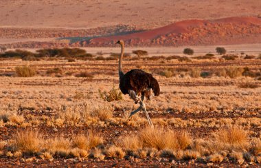 Devekuşu çalışan