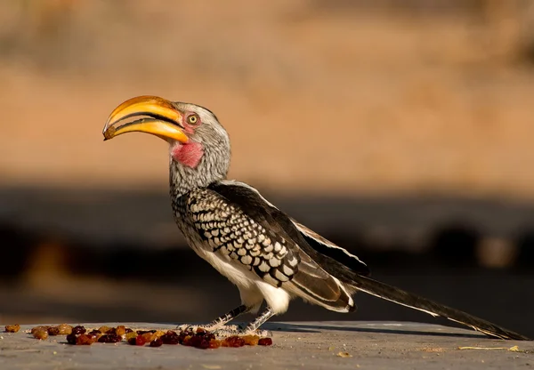 Southern yellow-billed hornbill — Stock Photo, Image