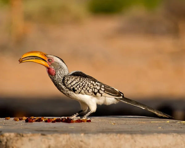 Southern yellow-billed hornbill — Stock Photo, Image
