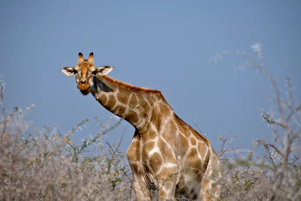 Girafa comendo flores de acácia , — Fotografia de Stock