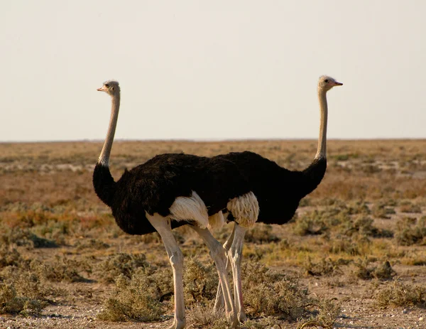 Пара страусов с видом на саванну — стоковое фото